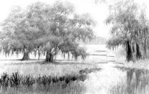 Louisiana Live Oaks In The Mist
