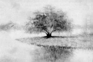 Louisiana Live Oak On A Misty Morning