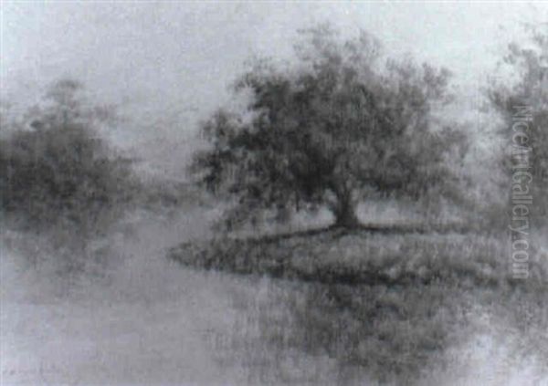 Live Oak Near A Bayou - view 1