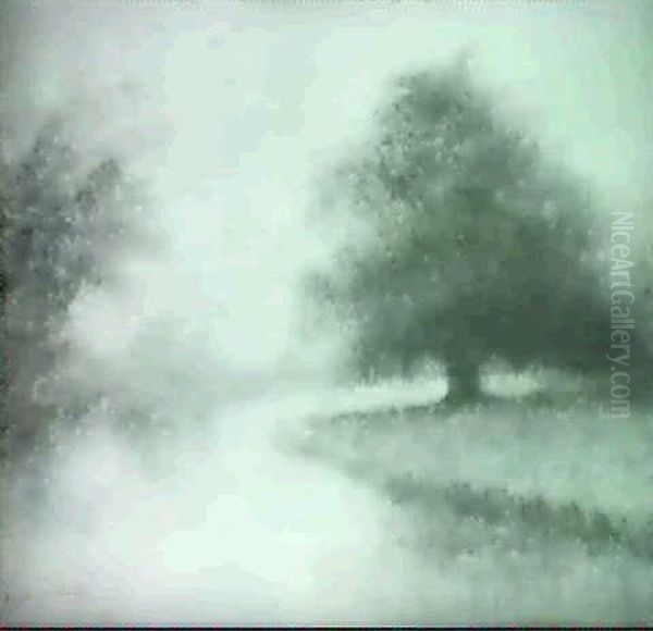 Louisiana Live Oak - view 1