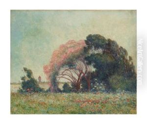 Champ De Coquelicots