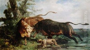 Vaches Et Taureaux