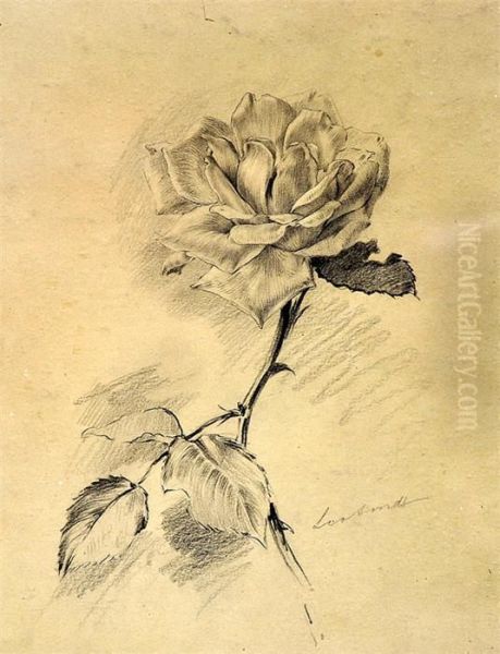 Zwei Bleistiftzeichnungen: Rosenstudien - view 1