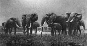 Elephants At The Watering Hole by Arthur Radclyffe Dugmore