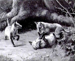 Fox Cubs Playing By A Tree Fox Cubs Playing By A Tree