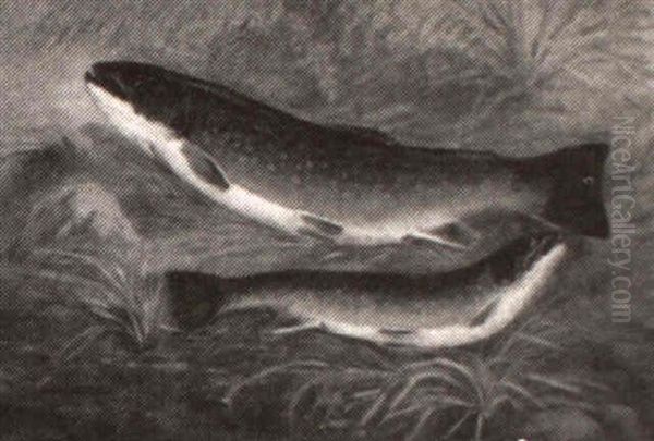 Brook Trout - view 1