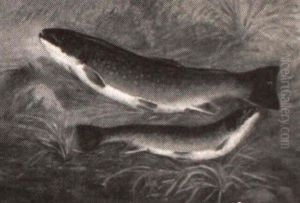 Brook Trout by Joseph Owen Dummer