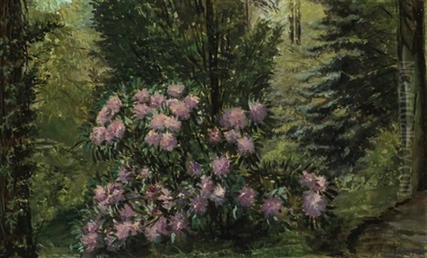 Pink Rhododendrons - view 1