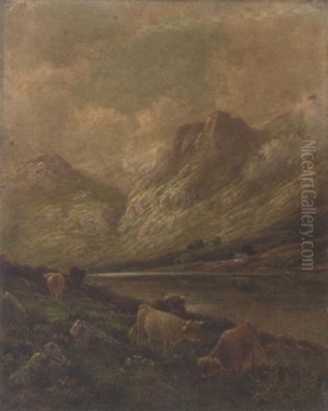 Highland Cattle, Perthshire - view 1