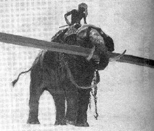 Elephant Lifting Log