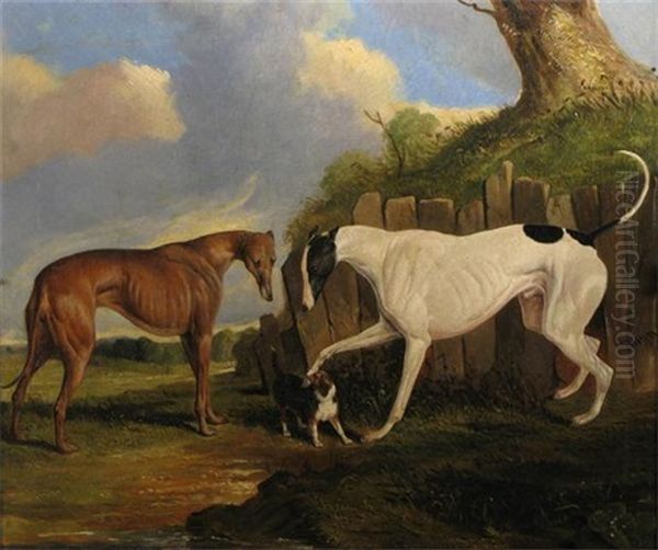Racer, Mungo And Rally - view 1