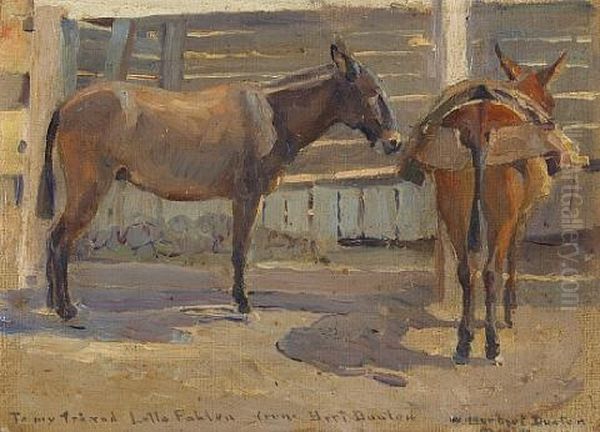 Pack Mules, Mexico - view 1