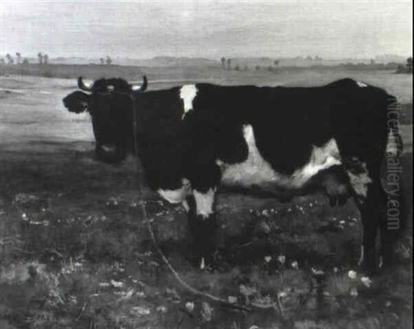 Vache Normande - view 1