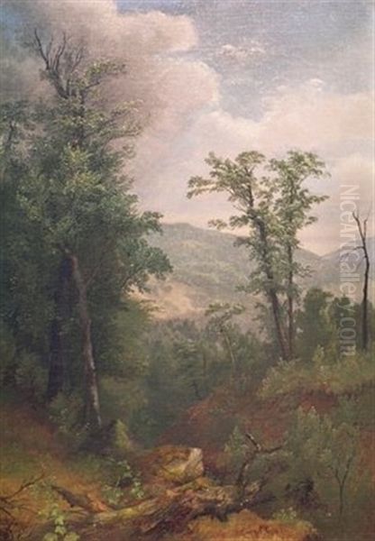 Forest Interior With Mountains Beyond - view 1