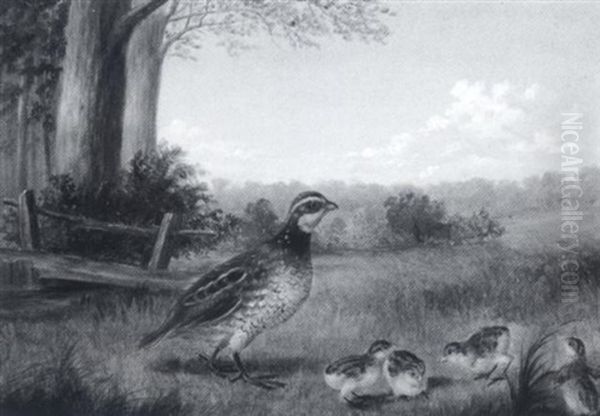 Quail With Young - view 1