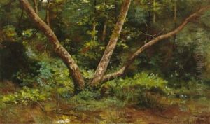Sycamore Amidst The Forest Sycamore Amidst The Forest