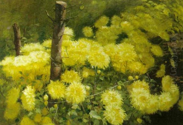Chrysanthemums - view 1