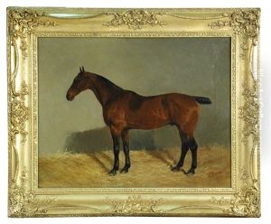 General, A Bay Hunter In A Stable