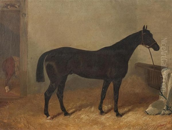 Seal Brown Horse In A Stable - view 1
