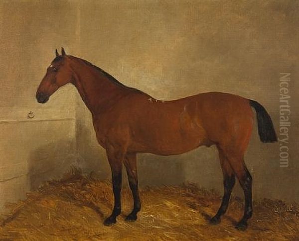 Bay Horse In A Stable - view 1