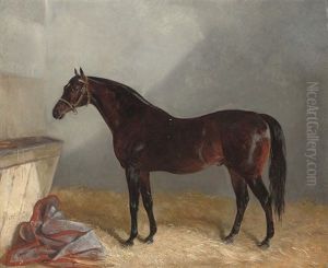 Surplice In Stable
