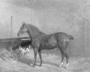 Braunes Rennpferd In Stall