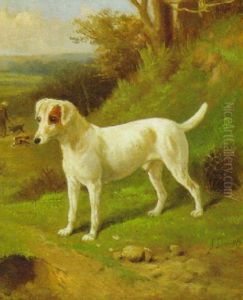 "blazes", A Smooth Fox Terrier At The Edge Of A Wood