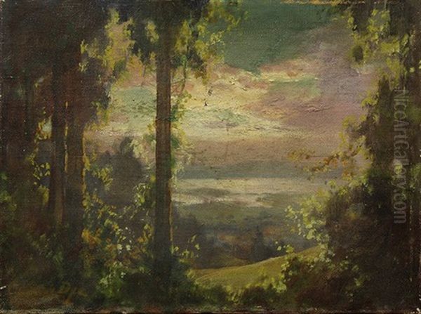 Sunrise Through The Redwoods - view 1