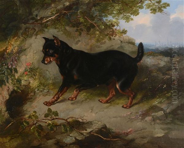 Manchester Terrier - view 1