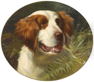 A Brittany Spaniel