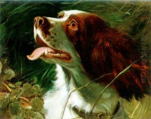 Springer Spaniel by George Earl