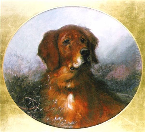A Red Setter - view 1