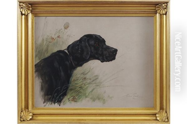 A Black Setter - view 1