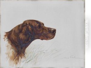 Red Setter