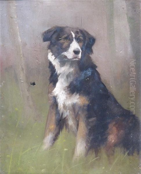 Study Of A Sheepdog - view 1
