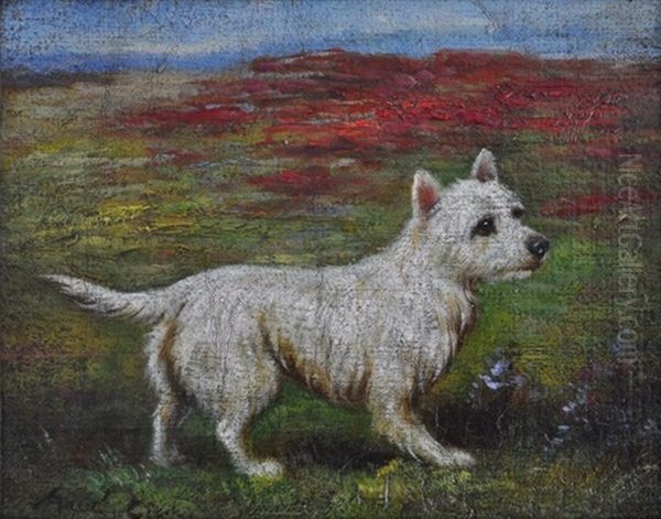 Highland Terrier - view 1