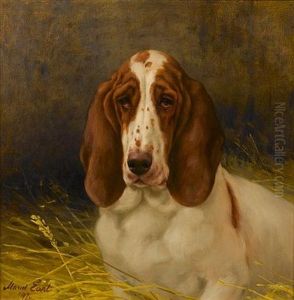 A Basset Hound