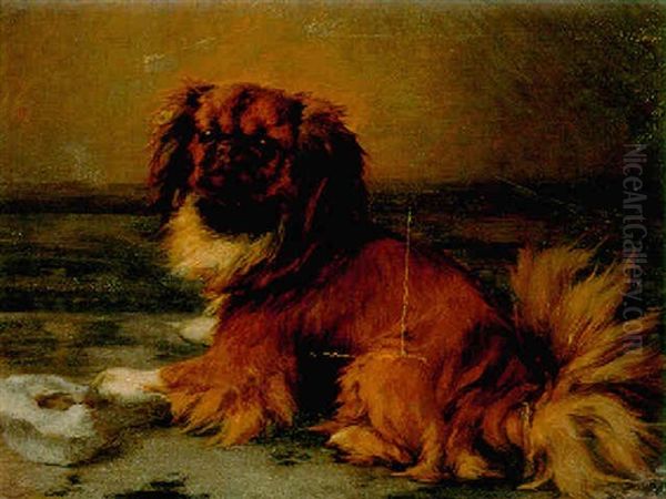 A Playful Pekinese - view 1