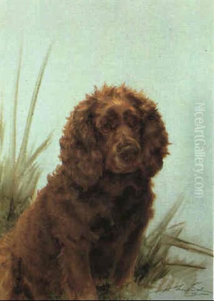 Scarab, A Sussex Spaniel - view 1