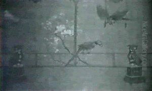 Tropical Birds Set Among Iris   Apples       Blossoms