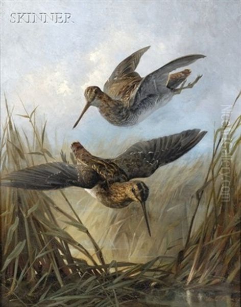 Woodcocks In Dropping Flight - view 1