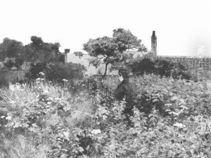 The Overgrown Garden
