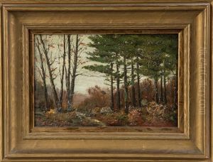 Woodland Stream With Pine Trees