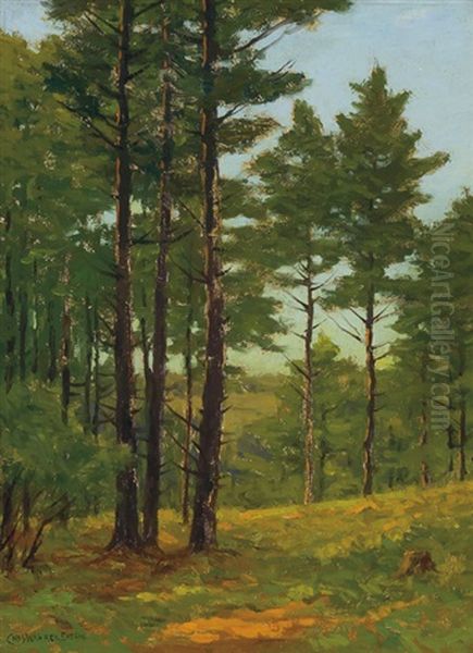 Pine Woods - view 1
