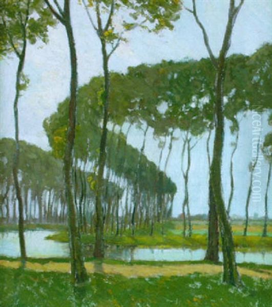 Poplars, Bruges - view 1