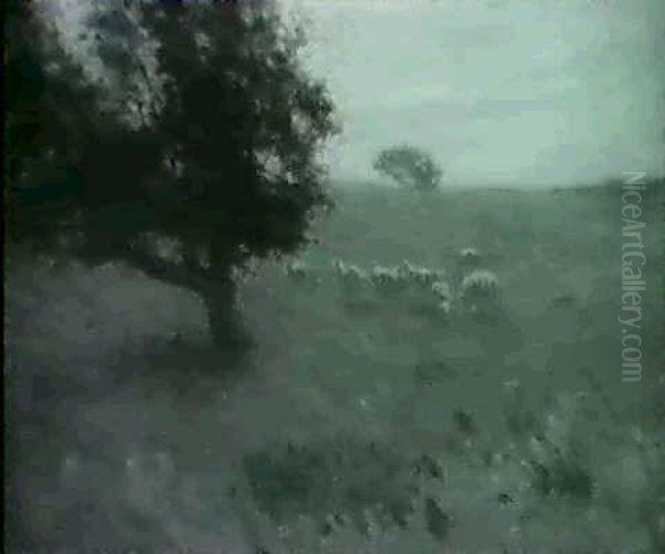 Sheep In An Open Pasture - view 1