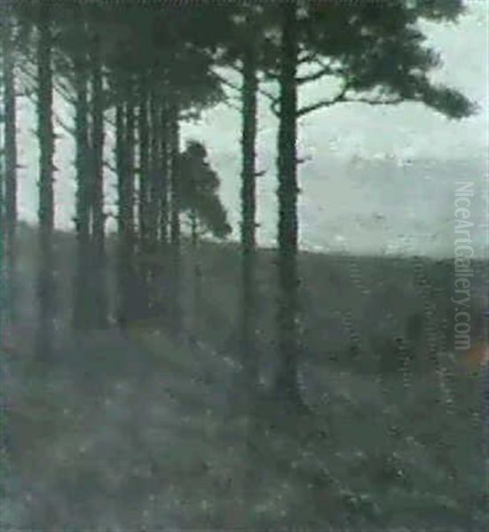Sunset Through The Pines. - view 1