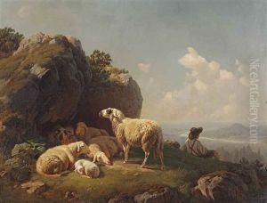 Sheep Resting Sheep Resting