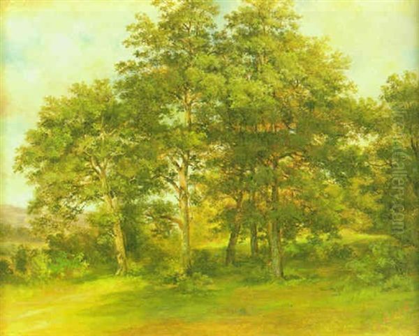 Sonnenbeschienene Waldlichtung - view 1