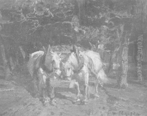 Schimmelgespann Auf Einer Sonnenbeschienenen Waldlichtung - view 1